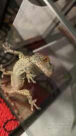Geco tokay