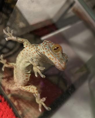 Geco tokay