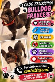 Bull dog francese femmina leggi