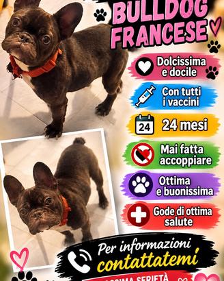 Bull dog francese femmina leggi
