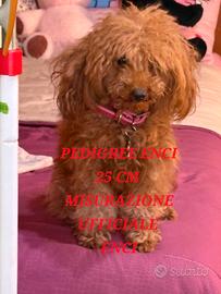 Barboncina toy red pedigree enci