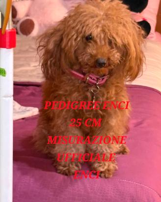 Barboncina toy red pedigree enci