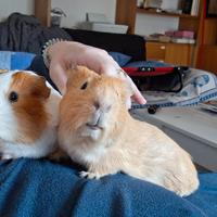 Coppoa Porcellini d'india (o cavie)