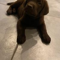 Cuccioli Labrador cioccolate