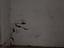 Immagine 11