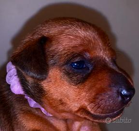 Pinscher nano