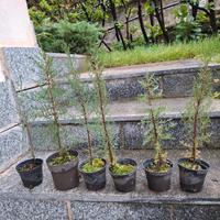 Piantine cipresso toscano in vaso