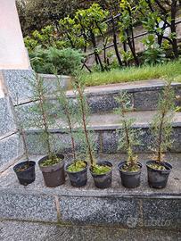 Piantine cipresso toscano in vaso