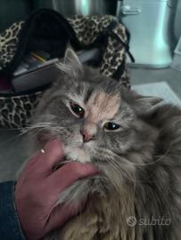 Gatto siberiano/persiano