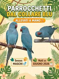 Parrocchetti dal collare Allevati a mano