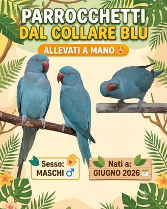 Parrocchetti dal collare Allevati a mano