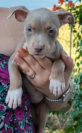 Pitbull