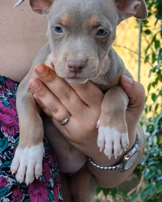 Pitbull