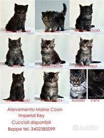 Maine Coon cuccioli