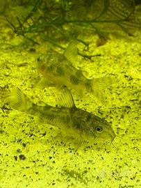 Corydoras paleatus