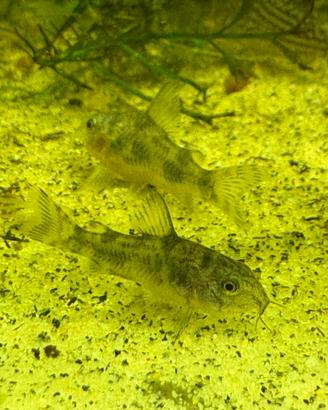 Corydoras paleatus