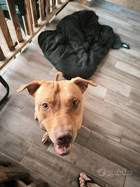 Pitbull maschio per monta