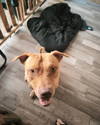 Pitbull maschio per monta