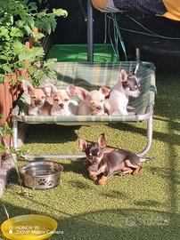 Cuccioli di chihuahua