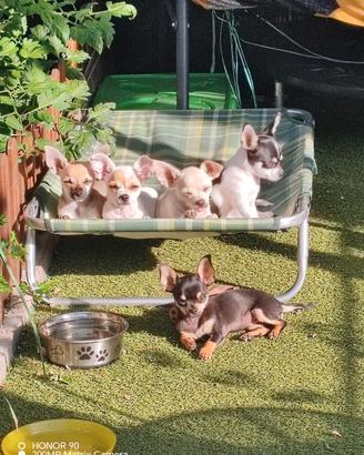 Cuccioli di chihuahua