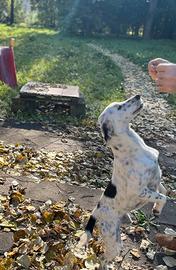 Cane addestrata RISCHIO CANILE