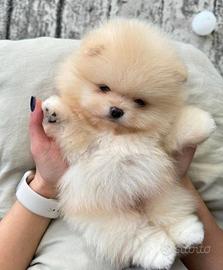 VOLPINI SPITZ di POMERANIA CUCCIOLI - VOLPINI NANI