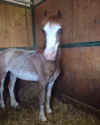 Pony