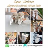 Cucciolo siberian husky