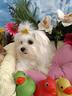 taglia-molto-piccola-maschietto-maltese-toy-mini