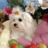 Taglia Molto Piccola Maschietto Maltese Toy Mini