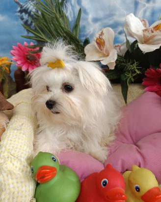 Taglia Molto Piccola Maschietto Maltese Toy Mini