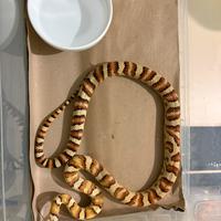 Coppia Serpenti del grano