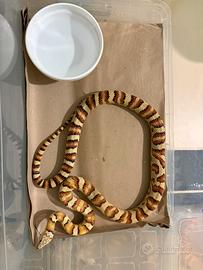 Coppia Serpenti del grano