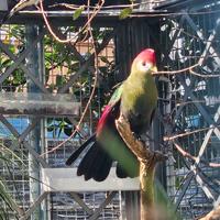 Turaco crestarossa