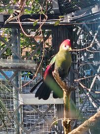 Turaco crestarossa