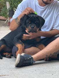 Rottweiler Cucciolo Maschio