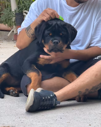 Rottweiler Cucciolo Maschio