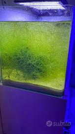 Chaetomorpha