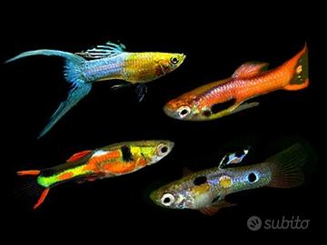 Pesci Endler C.e.r.c.a.s.i