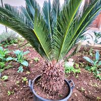 Cycas