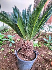 Cycas