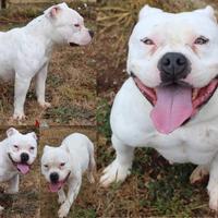 Minù, simpaticissima, derivato american bully