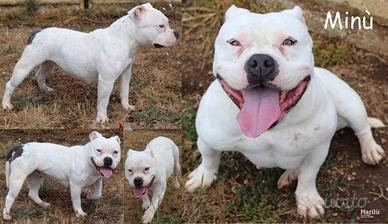 Minù, simpaticissima, derivato american bully