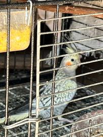 Calopsite miste giovani