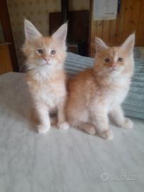 Maine coon