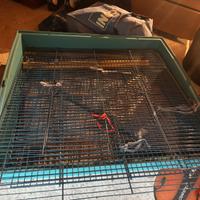 Gabbia per furetti cincillá