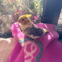 In blocco Pulli e adulti Calopsite