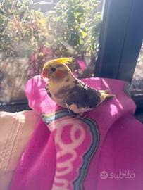 In blocco Pulli e adulti Calopsite