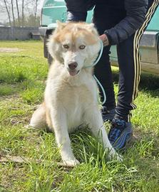 Siberian husky
