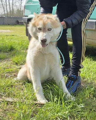 Siberian husky